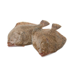 Farmed Turbot - Rodaballo  Cultivo Marino (Spain)