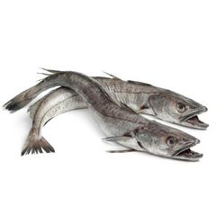 Wid Hake - Merluza 2-3 kg