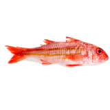 Wild Red Mullet - Salmonete  Salvaje (Spain)