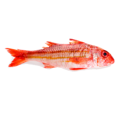 Wild Red Mullet - Salmonete  Salvaje (Spain)
