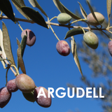 Extra Virgin Olive Oil Argudell Auream 500ml | Aceite de Oliva Virgen Extra Argudell Auream 500ml