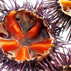 Sea Urchin Roes in Brine Serrats 50g Tin | Huevas de Erizo de Mar Serrats 50 g