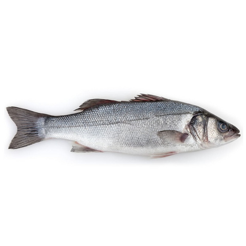 Farmed Seabass - Lubina  Cultivo Marino (Spain) > 1.5 Kg