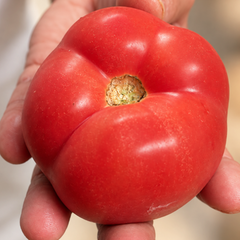 Fresh tomato with tomato flavour Ripe (Soft)