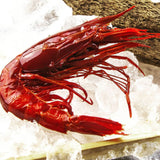 Wild Carabinero  5-8 Pc/kg (Red Shrimp-Spain)|Carabinero Salvaje 5-8 Uds/kg(España)